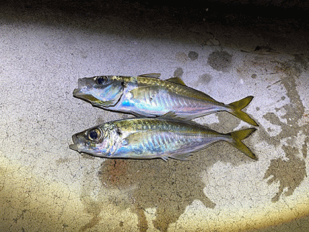 瀬戸内の島アジングとショアジギング