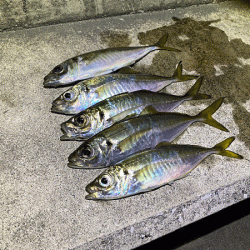 瀬戸内の島アジングとショアジギング