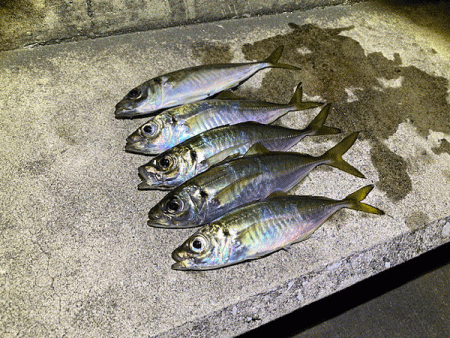 瀬戸内の島アジングとショアジギング
