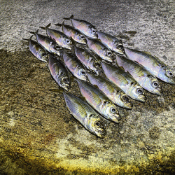 瀬戸内の島アジング(2020-24)