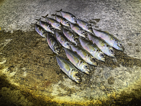 瀬戸内の島アジング(2020-24)