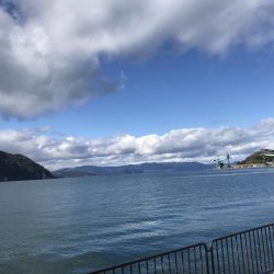 親海公園サゴシ