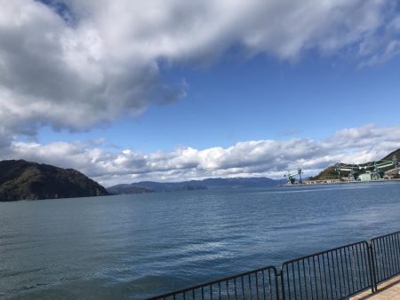 親海公園サゴシ