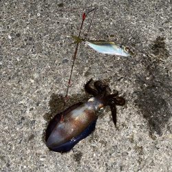 ヤエンに行ったのに