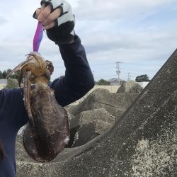 エギングでアオリイカ釣果