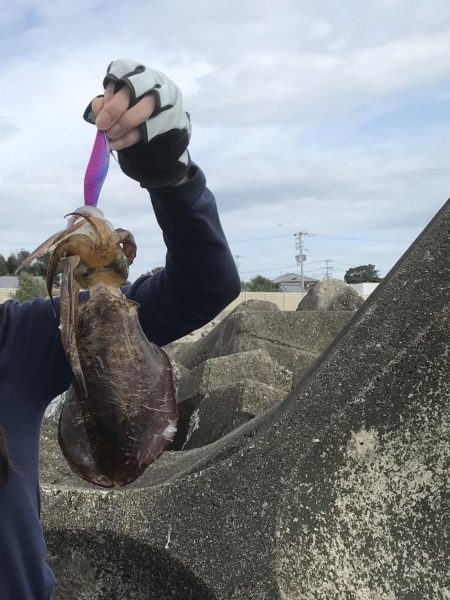 エギングでアオリイカ釣果