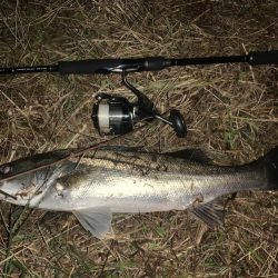 秋の夜長に河鱸