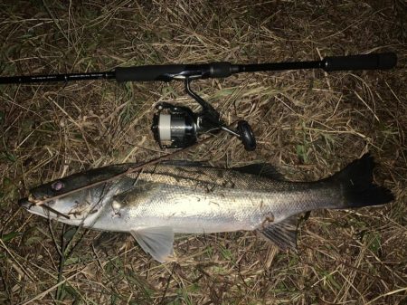 秋の夜長に河鱸