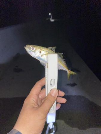 アジの釣果情報を元に瀬戸内海にて