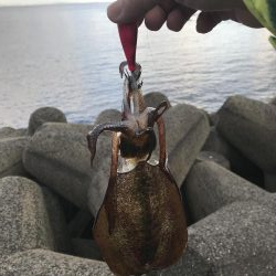 数年ぶりのデイエギング。