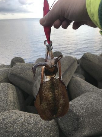 数年ぶりのデイエギング。