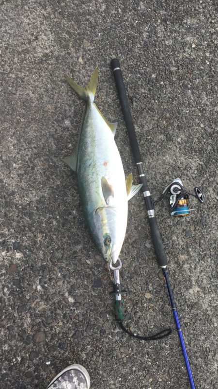 メジロハマチサゴシ