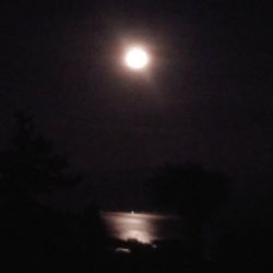 久々のシーバス