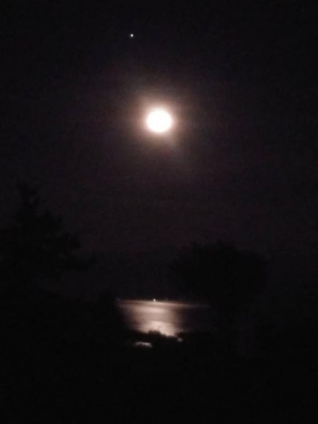 久々のシーバス