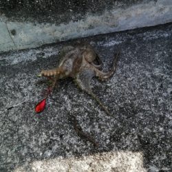 ちょい投げからのイイダコ釣り