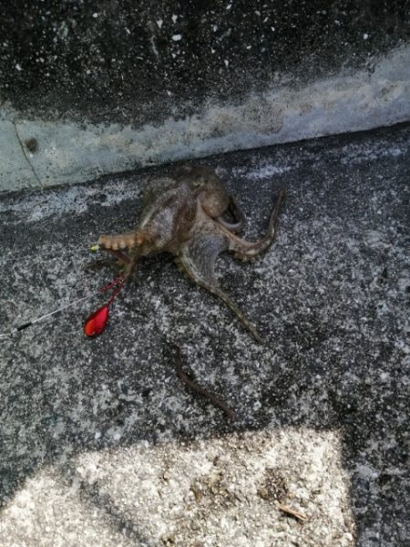 ちょい投げからのイイダコ釣り