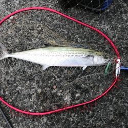 自作ジクの実験