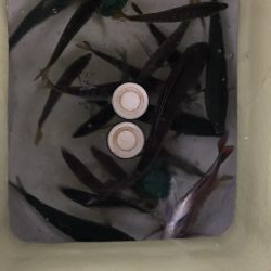 タイラバ・ジギング・バチコン