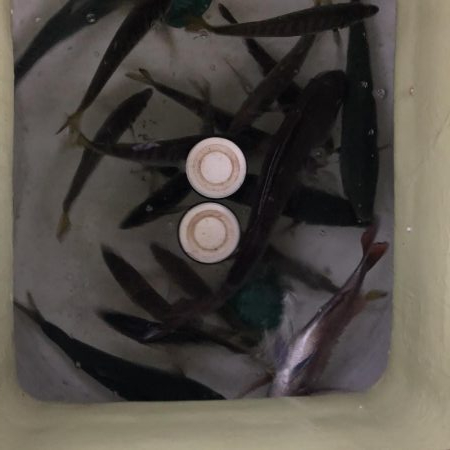 タイラバ・ジギング・バチコン