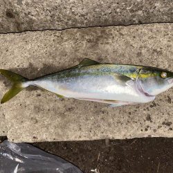 イナダまだいました