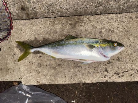 イナダまだいました