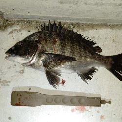 いつもの同じ魚の釣り