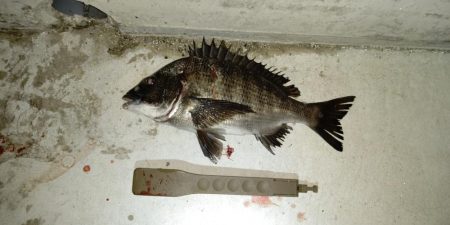 いつもの同じ魚の釣り