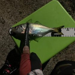 アジング→就寝→ショアジギ