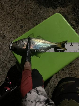 アジング→就寝→ショアジギ