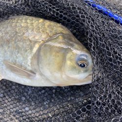 初パンプカ釣り