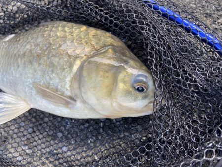 初パンプカ釣り