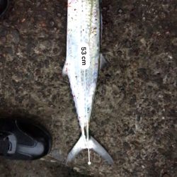 ショアジギングでサゴシ