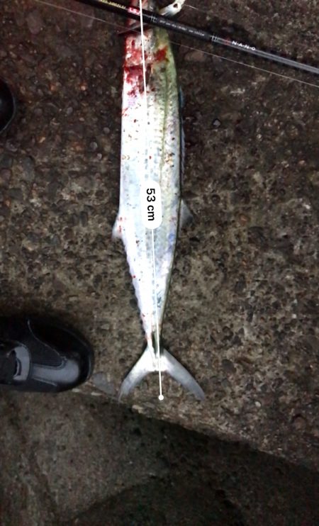 ショアジギングでサゴシ