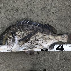 イチノ兄弟、釣果!