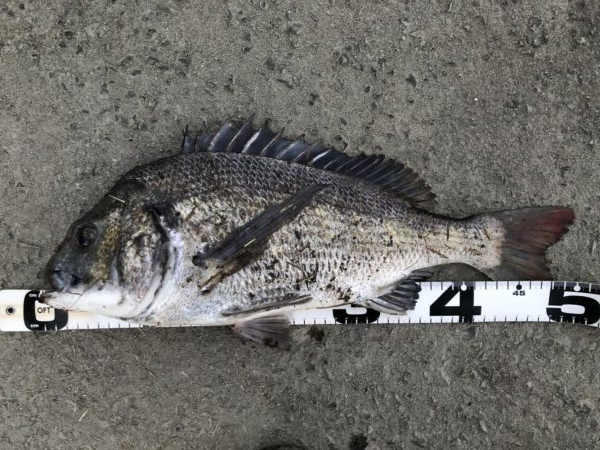 イチノ兄弟、釣果！