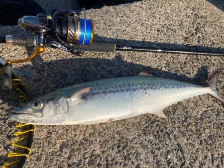 ショアジギデビュー