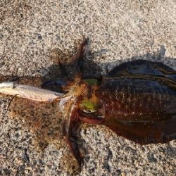 朝マズメ狙いエギング