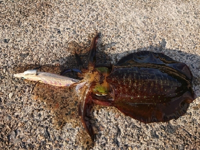 朝マズメ狙いエギング