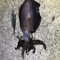 やっとイカ!