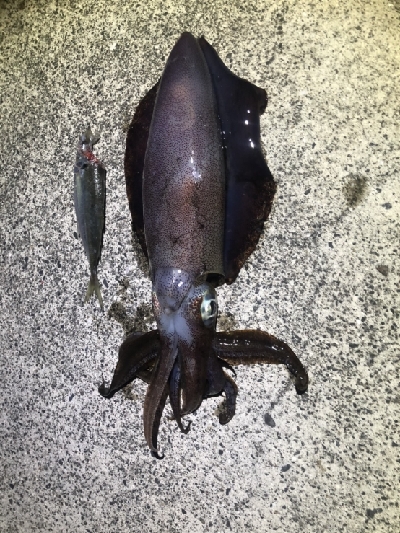 やっとイカ!