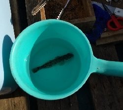 サビキ釣り撃沈