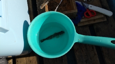 サビキ釣り撃沈