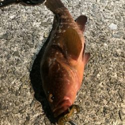 やっと捕りました‼️