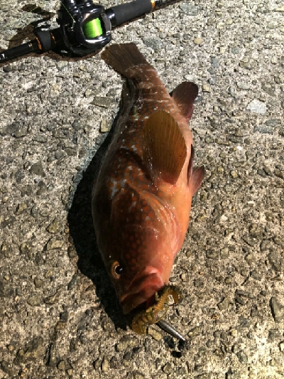 やっと捕りました‼þ…