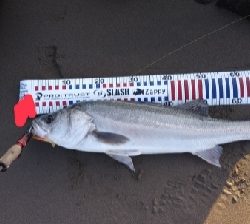 初のランカーサイズ