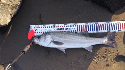 初のランカーサイズ