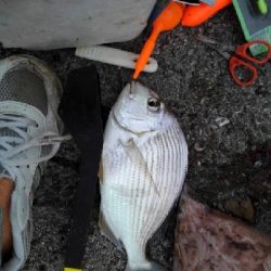 11/23釣果真鯛尺アジヘダイ