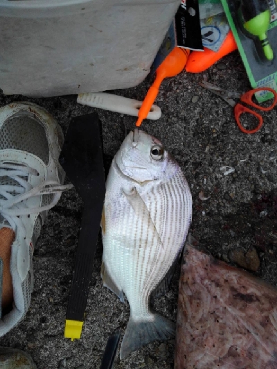 11/23釣果真鯛尺アジヘダイ