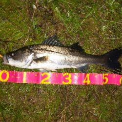 朝マズメボイル打ち