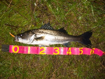 朝マズメボイル打ち